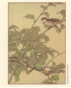 JAPANESE APRICOT, RUSSET SPARROW